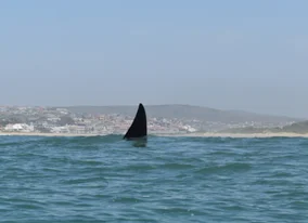 Whale Image 1