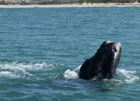 Whale Image 2