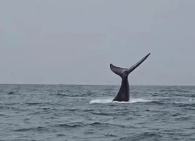 Whale Image 3