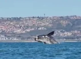 Whale Image 4
