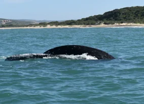 Whale Image 4